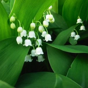 rԇDl(f)䌧(do)δܳɹ